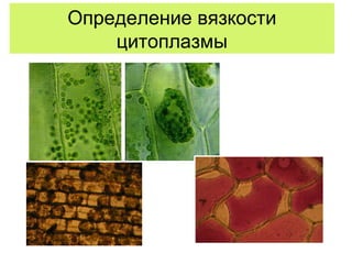 Определение вязкости
цитоплазмы
 