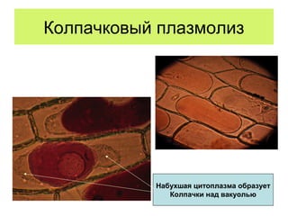 Колпачковый плазмолиз
Набухшая цитоплазма образует
Колпачки над вакуолью
 
