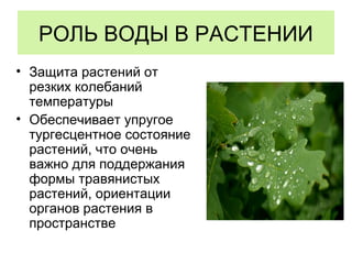 РОЛЬ ВОДЫ В РАСТЕНИИ
• Защита растений от
резких колебаний
температуры
• Обеспечивает упругое
тургесцентное состояние
растений, что очень
важно для поддержания
формы травянистых
растений, ориентации
органов растения в
пространстве
 