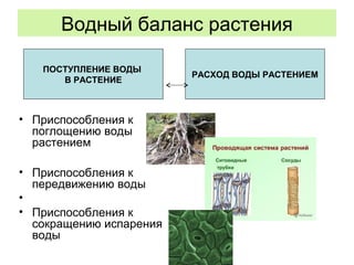 Водный баланс растения
• Приспособления к
поглощению воды
растением
• Приспособления к
передвижению воды
•
• Приспособления к
сокращению испарения
воды
ПОСТУПЛЕНИЕ ВОДЫ
В РАСТЕНИЕ
РАСХОД ВОДЫ РАСТЕНИЕМ
 
