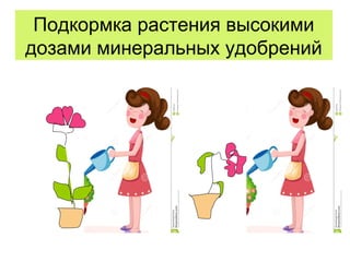 Подкормка растения высокими
дозами минеральных удобрений
 