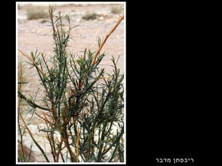 ‫מדבר‬ ‫ריכפתן‬
 