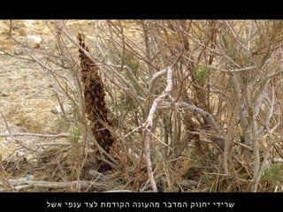 ‫אשל‬ ‫ענפי‬ ‫לצד‬ ‫הקודמת‬ ‫מהעונה‬ ‫המדבר‬ ‫יחנוק‬ ‫שרידי‬
 