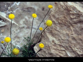 ‫פקטורובסקי‬ ‫אהרונסוניה‬
 
