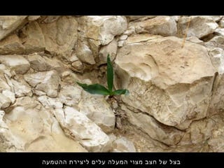 ‫ההטמעה‬ ‫ליצירת‬ ‫עלים‬ ‫המעלה‬ ‫מצוי‬ ‫חצב‬ ‫של‬ ‫בצל‬
 