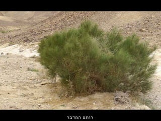 ‫המדבר‬ ‫רותם‬
 