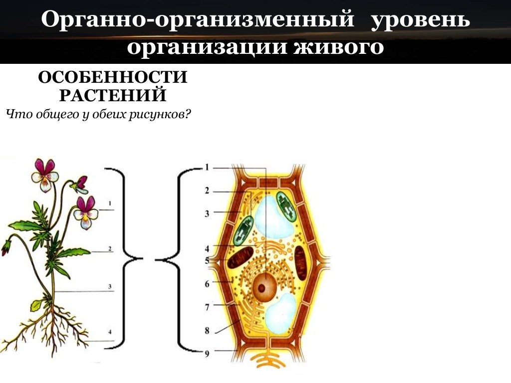 отметьте 2 названия рудиальных растений. гены растений. используя рисунок 46 выделите основные особенности растений. происхождение высших растений. высшие растения споровые и семенные.