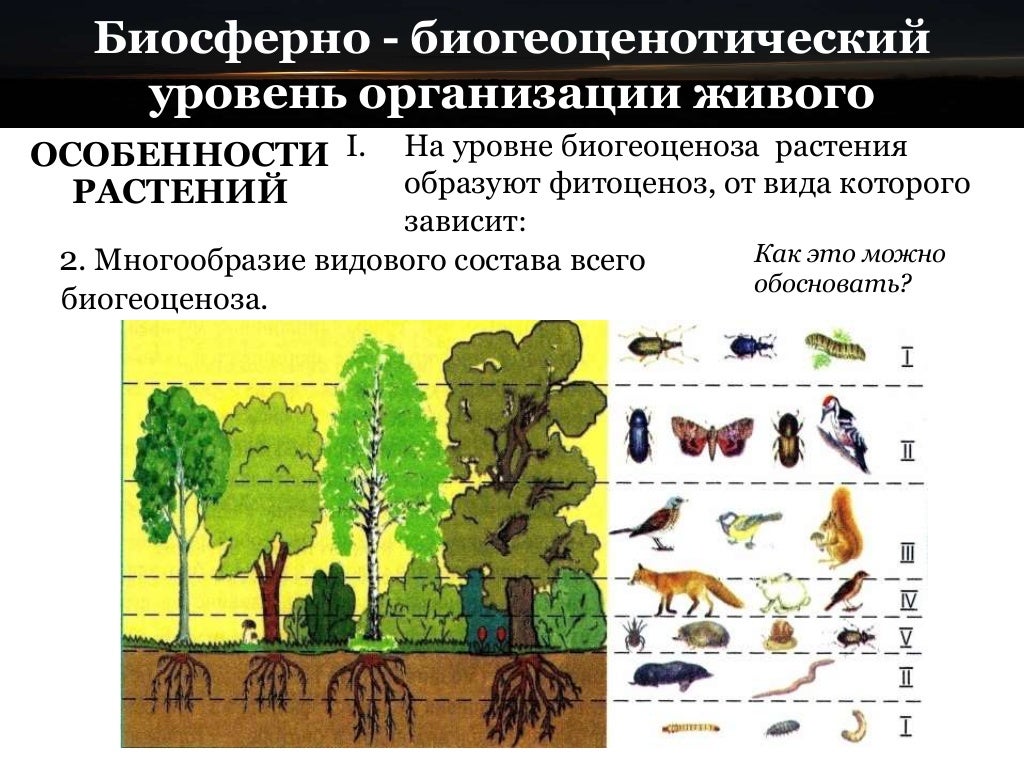 Цепи питания примеры - Иллюстрирующие Примеры Пищевых Цепочек