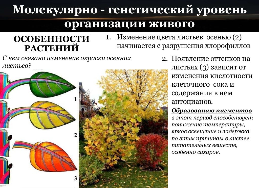 Как называется взаимоотношение цветов в 1 картине