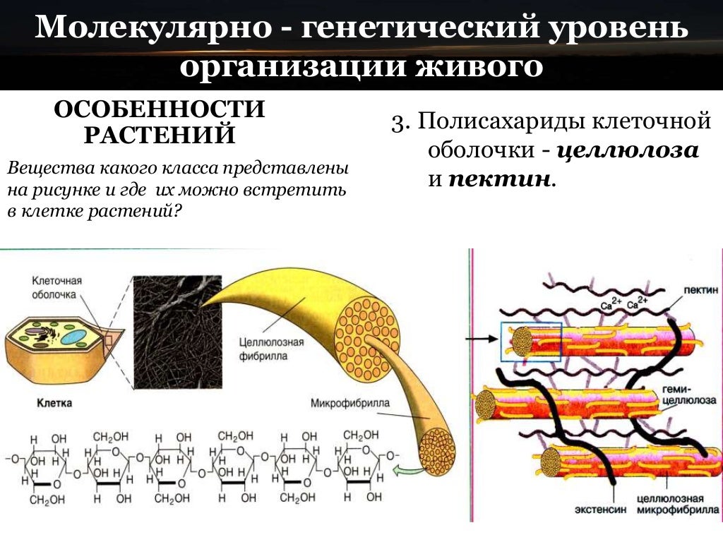 маркировка растений. используя рисунок 46 выделите основные особенности растений. эволюция высших растений презентация. по расположению листочков околоцветника выделяют. обозначение растений.