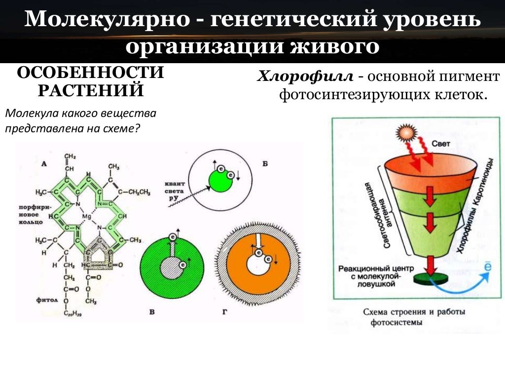 семейство крестоцветных растений таблица. используя рисунок 46 выделите основные особенности растений. маркировка растений. используя рисунок 46 выделите основные особенности растений. используя рисунок 46 выделите основные особенности растений.