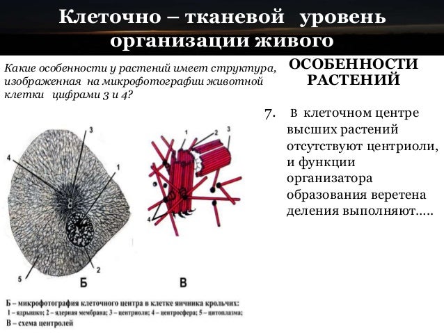 объясните руководствуясь этой схемой образование