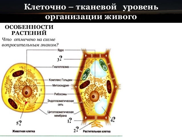используя рисунок 46 выделите основные особенности растений. подпишите названия водорослей изображенных на рисунке. используя рисунок 46 выделите основные особенности растений. опишите особенности растений. строение клетки гриба рисунок.