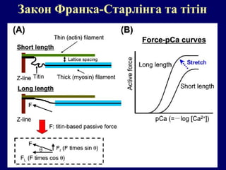 Закон Франка-Старлінга та тітін
 