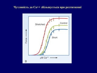 Чутливість до Ca++ збільшується при розтягненні
 