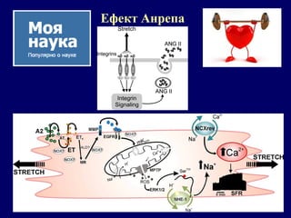 Ефект Анрепа
 