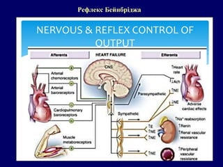 Рефлекс Бейнбріджа
 