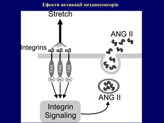 Ефекти активації механосенсорів
 