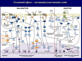 Головний ефект – активація/деактивація генів
 