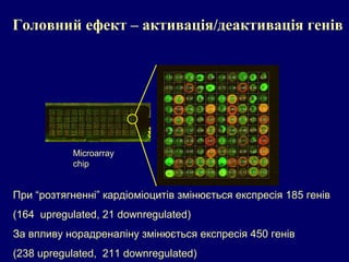 При “розтягненні” кардіоміоцитів змінюється експресія 185 генів
(164 upregulated, 21 downregulated)
За впливу норадреналіну змінюється експресія 450 генів
(238 upregulated, 211 downregulated)
Microarray
chip
Головний ефект – активація/деактивація генів
 