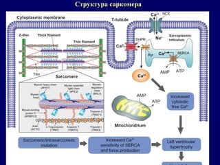 Структура саркомера
 