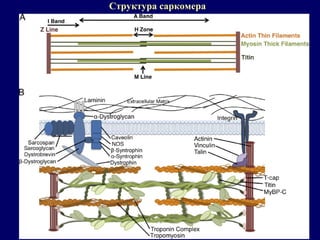 Структура саркомера
 