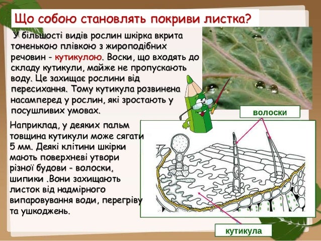 Внутрішня будова листка