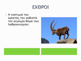  Η νοστιμιά του
κρέατός του καθιστά
τον αίγαγρο θύμα των
λαθροκυνηγών.
 