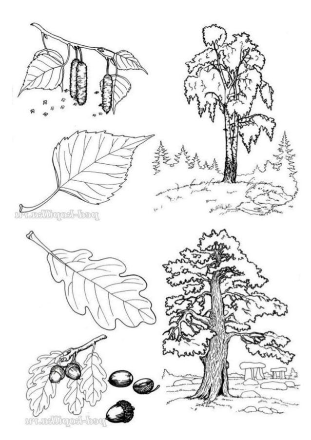 Как нарисовать липу дерево