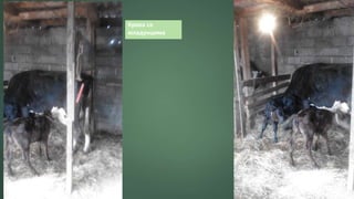 Крава са
младунцима
 