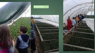 Пластеници
 