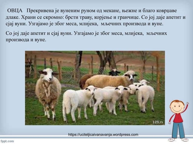 домаће животиње | PPT