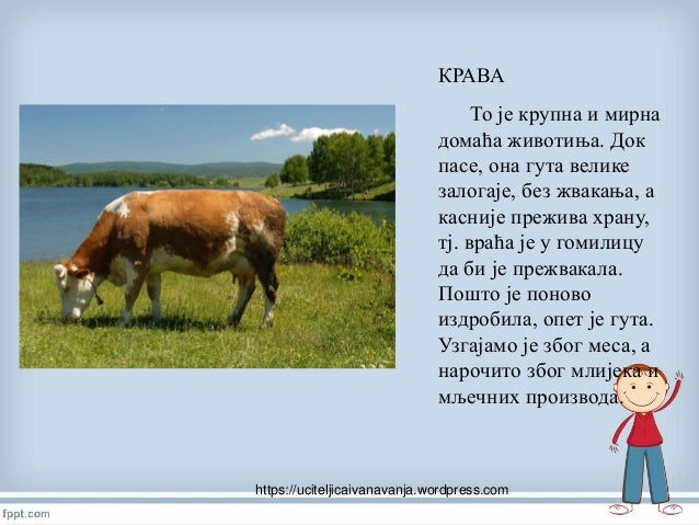 домаће животиње