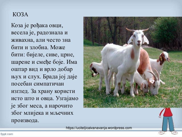 домаће животиње