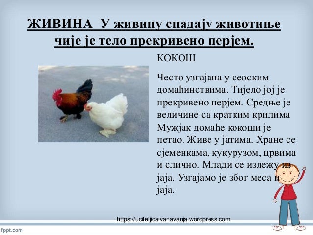 домаће животиње