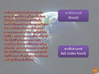 ซากดึกดาบรรพ์
(fossil)
ซากดึกดาบรรพ์
ดัชนี (Index fossil)
 