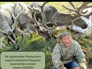 На территории Ямальского
округа находится большое
количество оленей
(около 500000)
 
