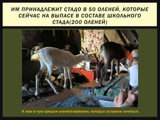 ИМ ПРИНАДЛЕЖИТ СТАДО В 50 ОЛЕНЕЙ, КОТОРЫЕ
СЕЙЧАС НА ВЫПАСЕ В СОСТАВЕ ШКОЛЬНОГО
СТАДА(200 ОЛЕНЕЙ)
К нам в чум пришли оленята-важенки, которых оставили лечиться.
 