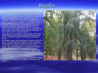 ВербаВерба
Ще в сиву давнину люди шанували вербу. ЇїЩе в сиву давнину люди шанували вербу. Її
оспівували в піснях і легендах, її образ – один зоспівували в піснях і легендах, її образ – один з
найулюбленіших у народі. Слов'яни вважали вербунайулюбленіших у народі. Слов'яни вважали вербу
символом родинного вогнища. Молодих обов'язковосимволом родинного вогнища. Молодих обов'язково
водили навколо куща лози. З вербою лягали і вводили навколо куща лози. З вербою лягали і в
домовину. Археологи, яким першим пощастилодомовину. Археологи, яким першим пощастило
побачити гробницю Тутанхамона, вразило те, щопобачити гробницю Тутанхамона, вразило те, що
поряд з маслиновими гілками, пелюстками лотоса йпоряд з маслиновими гілками, пелюстками лотоса й
волошками на покривалі юного фараона лежали йволошками на покривалі юного фараона лежали й
гірлянди з вербових листків! Ця давня любов догірлянди з вербових листків! Ця давня любов до
верби народилася, безумовно, від того, що дужеверби народилася, безумовно, від того, що дуже
вона гарна, дуже корисна для людини. Християнськавона гарна, дуже корисна для людини. Християнська
церква ввела поважання верби до своїх обрядів. Уцерква ввела поважання верби до своїх обрядів. У
нас є навіть свято – Вербна неділя.нас є навіть свято – Вербна неділя.
Парк багатий на різноманітні види верб, серед якихПарк багатий на різноманітні види верб, серед яких
верба Вавілонська. Дане дерево відрізняється відверба Вавілонська. Дане дерево відрізняється від
інших, особливою формою стовбура та будовоюінших, особливою формою стовбура та будовою
крони.крони.
Ми добре знаємо про прихильність верби до вологихМи добре знаємо про прихильність верби до вологих
місць. Там, де води мало верба не росте. Здавнамісць. Там, де води мало верба не росте. Здавна
вона вказувала людям, де можна знайти воду. Томувона вказувала людям, де можна знайти воду. Тому
й колодязі, як правило, копають там, де ростутьй колодязі, як правило, копають там, де ростуть
верби. “ Де срібліє вербиця – там здорова водиця “, -верби. “ Де срібліє вербиця – там здорова водиця “, -
промовляє прислів'я. А здорова вона тому, щопромовляє прислів'я. А здорова вона тому, що
речовини, які містяться в деревині, знезаражуютьречовини, які містяться в деревині, знезаражують
воду. Тому під вербою вода смачніша, тому й рибиводу. Тому під вербою вода смачніша, тому й риби
під вербовим корінням у заглибинах більше, тому йпід вербовим корінням у заглибинах більше, тому й
не велика вербова дощечка, покладена у діжку чине велика вербова дощечка, покладена у діжку чи
відро, поліпшує смак води, дезінфікує її.відро, поліпшує смак води, дезінфікує її.
Люблять вербу в народі за красу, за притаєну зажуруЛюблять вербу в народі за красу, за притаєну зажуру
та гордий сум. Шанують і оспівують її в піснях та ута гордий сум. Шанують і оспівують її в піснях та у
віршах…віршах…
 