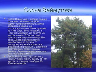 Сосна ВеймутоваСосна Веймутова
 Сосна Веймутова – дерево родиниСосна Веймутова – дерево родини
соснових, зеленувато-сіроюсоснових, зеленувато-сірою
корою, тоненькою м'якою,майжекорою, тоненькою м'якою,майже
сріблястою хвоєю, щосріблястою хвоєю, що
розташовується на пагоні пучкамирозташовується на пагоні пучками
по п'ять штук. Вона походить зпо п'ять штук. Вона походить з
Північної Америки, де досягає 75Північної Америки, де досягає 75
метрів висоти. В Європі данаметрів висоти. В Європі дана
культура вирощується понад 260культура вирощується понад 260
років. Дерево швидко росте іроків. Дерево швидко росте і
невибагливе до ґрунтів. Уневибагливе до ґрунтів. У
молодому віці може вражатисьмолодому віці може вражатись
іржавистими грибками. З деревиниіржавистими грибками. З деревини
виготовляють олівці, сірники,виготовляють олівці, сірники,
фанеру. Дерево використовуєтьсяфанеру. Дерево використовується
для озеленення міста.для озеленення міста.
 Сосни Веймутова, що ростуть уСосни Веймутова, що ростуть у
нашому парку мають висоту 15- 19нашому парку мають висоту 15- 19
метрів та товщину стовбура 80-метрів та товщину стовбура 80-
100 сантиметрів.100 сантиметрів.
 