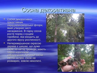 Сосна декоративнаСосна декоративна
 Сосна декоративна-Сосна декоративна-
представникпредставник
середземноморської флори,середземноморської флори,
який утворює чистіякий утворює чисті
насадження. В парку соснанасадження. В парку сосна
росте поряд з кущемросте поряд з кущем
горобини, яка входить догоробини, яка входить до
другого ярусу рослинності.другого ярусу рослинності.
 Неперевершеною окрасоюНеперевершеною окрасою
дерева є шишки, що дужедерева є шишки, що дуже
схожі на квітку троянди, маютьсхожі на квітку троянди, мають
темно-коричневетемно-коричневе
забарвлення. Голочки соснизабарвлення. Голочки сосни
світло-зелені, схожі насвітло-зелені, схожі на
розмарин, зовсім неколючі.розмарин, зовсім неколючі.
 
