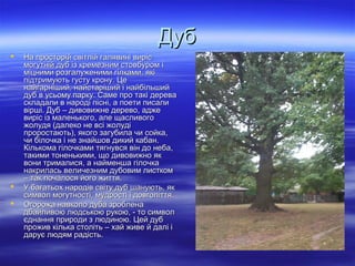 ДубДуб
 На просторій світлій галявині вирісНа просторій світлій галявині виріс
могутній дуб із кремезним стовбуром імогутній дуб із кремезним стовбуром і
міцними розгалуженими гілками, якіміцними розгалуженими гілками, які
підтримують густу крону. Цепідтримують густу крону. Це
найгарніший, найстаріший і найбільшийнайгарніший, найстаріший і найбільший
дуб в усьому парку. Саме про такі деревадуб в усьому парку. Саме про такі дерева
складали в народі пісні, а поети писалискладали в народі пісні, а поети писали
вірші. Дуб – дивовижне дерево, аджевірші. Дуб – дивовижне дерево, адже
виріс із маленького, але щасливоговиріс із маленького, але щасливого
жолудя (далеко не всі жолудіжолудя (далеко не всі жолуді
проростають), якого загубила чи сойка,проростають), якого загубила чи сойка,
чи білочка і не знайшов дикий кабан.чи білочка і не знайшов дикий кабан.
Кількома гілочками тягнувся він до неба,Кількома гілочками тягнувся він до неба,
такими тоненькими, що дивовижно яктакими тоненькими, що дивовижно як
вони трималися, а найменша гілочкавони трималися, а найменша гілочка
накрилась величезним дубовим листкомнакрилась величезним дубовим листком
– так почалося його життя.– так почалося його життя.
 У багатьох народів світу дуб шанують, якУ багатьох народів світу дуб шанують, як
символ могутності, мудрості і довголіття.символ могутності, мудрості і довголіття.
 Огорожа навколо дуба зробленаОгорожа навколо дуба зроблена
дбайливою людською рукою, - то символдбайливою людською рукою, - то символ
єднання природи з людиною. Цей дубєднання природи з людиною. Цей дуб
прожив кілька століть – хай живе й далі іпрожив кілька століть – хай живе й далі і
дарує людям радість.дарує людям радість.
 
