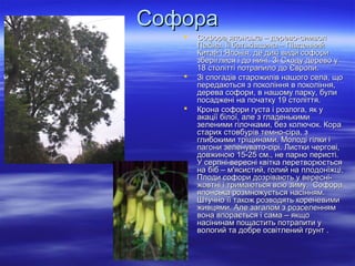 СофораСофора
 Софора японська – дерево-символСофора японська – дерево-символ
Пекіна. Її батьківщина – ПівденнийПекіна. Її батьківщина – Південний
Китай і Японія, де дикі види софориКитай і Японія, де дикі види софори
зберіглися і до нині. Зі Сходу дерево узберіглися і до нині. Зі Сходу дерево у
18 столітті потрапило до Європи.18 столітті потрапило до Європи.
 Зі спогадів старожилів нашого села, щоЗі спогадів старожилів нашого села, що
передаються з покоління в покоління,передаються з покоління в покоління,
дерева софори, в нашому парку, булидерева софори, в нашому парку, були
посаджені на початку 19 століття.посаджені на початку 19 століття.
 Крона софори густа і розлога, як уКрона софори густа і розлога, як у
акації білої, але з гладенькимиакації білої, але з гладенькими
зеленими гілочками, без колючок. Коразеленими гілочками, без колючок. Кора
старих стовбурів темно-сіра, зстарих стовбурів темно-сіра, з
глибокими тріщинами. Молоді гілки іглибокими тріщинами. Молоді гілки і
пагони зеленувато-сірі. Листки чергові,пагони зеленувато-сірі. Листки чергові,
довжиною 15-25 см., не парно перисті.довжиною 15-25 см., не парно перисті.
У серпні-вересні квітка перетворюєтьсяУ серпні-вересні квітка перетворюється
на біб – м'ясистий, голий на плодоніжці.на біб – м'ясистий, голий на плодоніжці.
Плоди софори дозрівають у вересні-Плоди софори дозрівають у вересні-
жовтні і тримаються всю зиму. Софоражовтні і тримаються всю зиму. Софора
японська розмножується насінням.японська розмножується насінням.
Штучно її також розводять кореневимиШтучно її також розводять кореневими
живцями. Але загалом з розселеннямживцями. Але загалом з розселенням
вона впорається і сама – якщовона впорається і сама – якщо
насінинам пощастить потрапити унасінинам пощастить потрапити у
вологий та добре освітлений грунт .вологий та добре освітлений грунт .
 