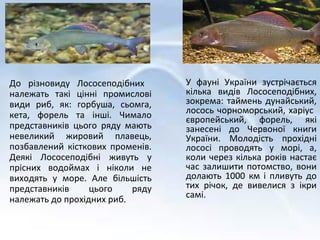 лососеподібні | PPT