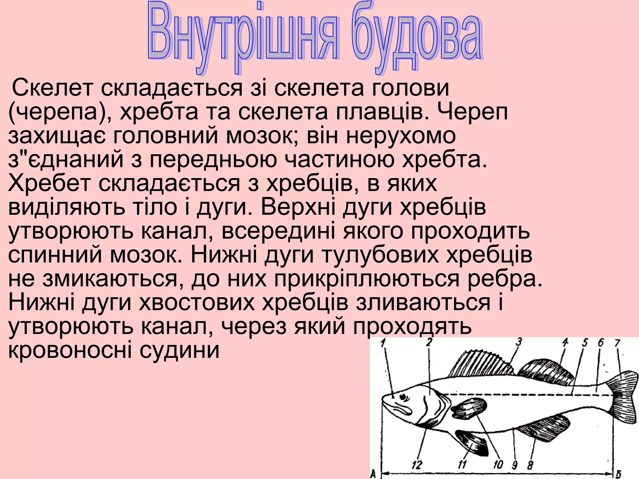 Скелет складається зі скелета голови
(черепа), хребта та скелета плавців. Череп
захищає головний мозок; він нерухомо
з"єднаний з передньою частиною хребта.
Хребет складається з хребців, в яких
виділяють тіло і дуги. Верхні дуги хребців
утворюють канал, всередині якого проходить
спинний мозок. Нижні дуги тулубових хребців
не змикаються, до них прикріплюються ребра.
Нижні дуги хвостових хребців зливаються і
утворюють канал, через який проходять
кровоносні судини
 