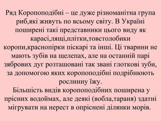 Ряд Коропоподібні – це дуже різноманітна група
риб,які живуть по всьому світу. В Україні
поширені такі представники цього ...