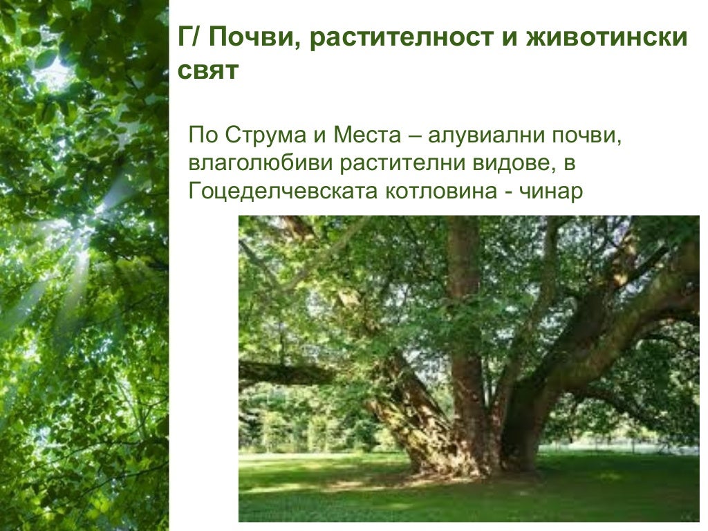 рило родопска област