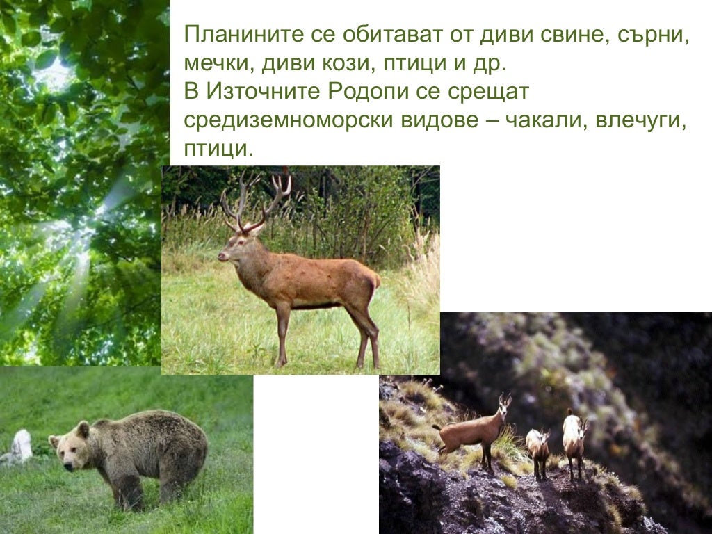 рило родопска област