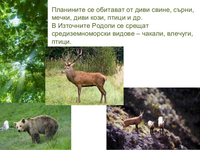 рило родопска област