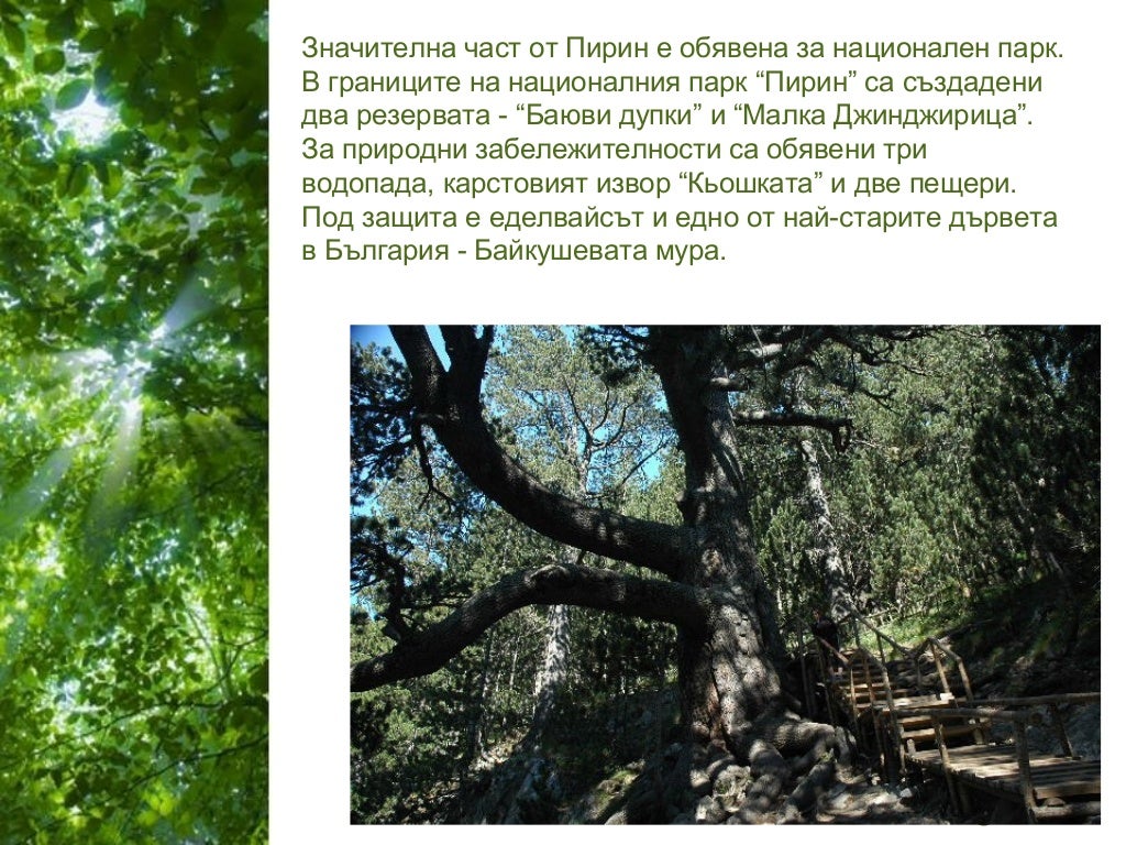 рило родопска област